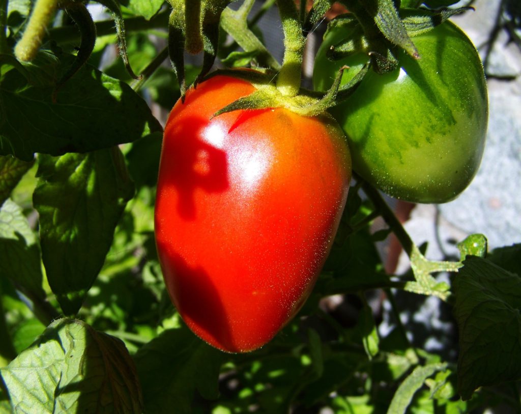 red-green-tomato-950225_1920